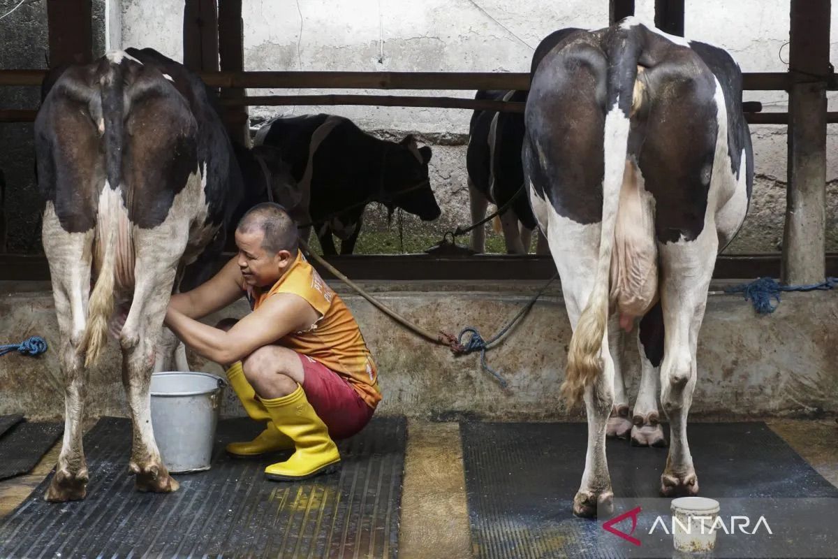Agriculture Ministry: Presidential Instruction on National Milk and Meat Production Acceleration Finalised to Boost Domestic Milk