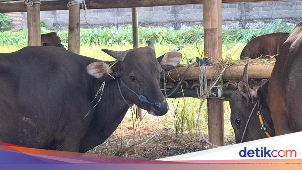 Cattle Prices Soar, Butchers in Mataram Go on Strike