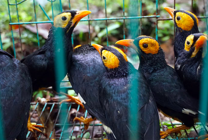Joint Task Force Foils Smuggling of 100 Protected Animals from Papua at Tanjung Priok
