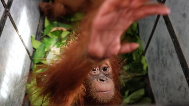 58 Sumatran Orangutans Killed Instantly, Buried by Mud and Logs