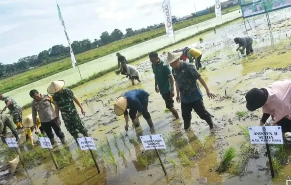 Accelerating Food Self-Sufficiency Through Simultaneous Planting Movement in Berau