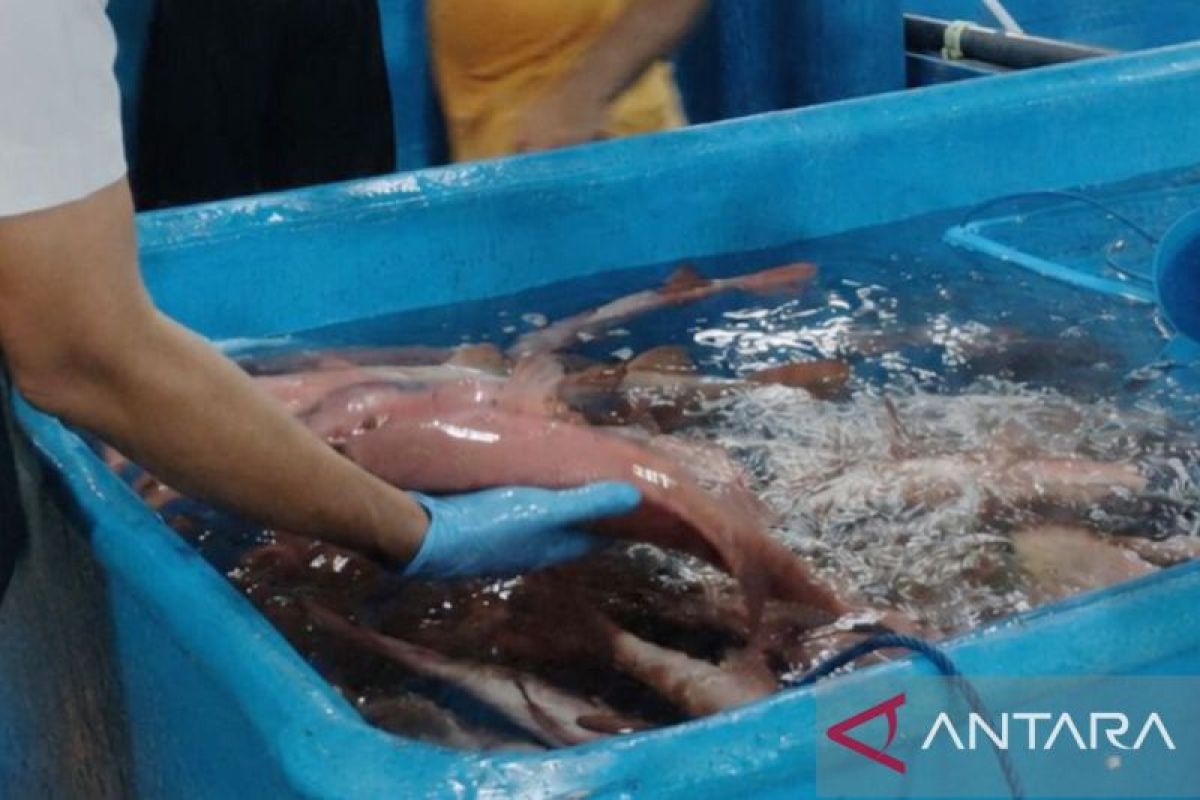 Indonesia regain access to EU aquaculture market