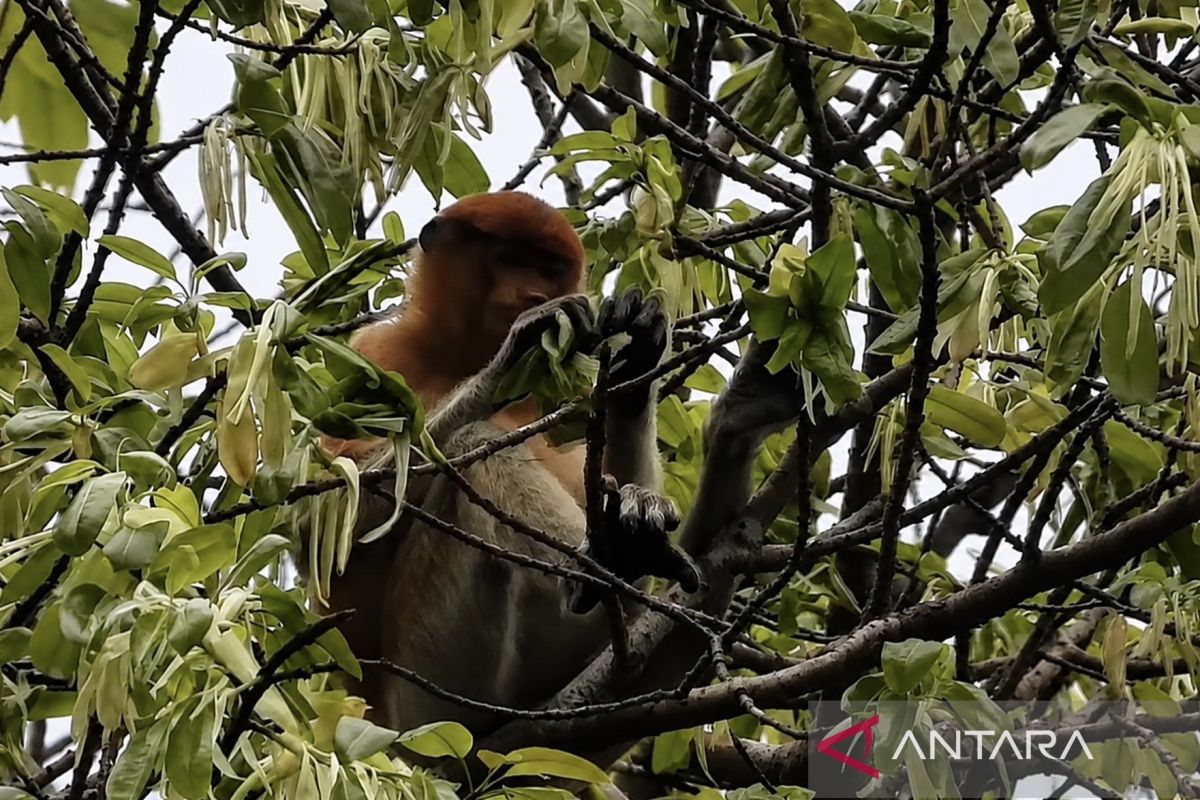 Proboscis monkey population in Mount Kentawan rises to 102