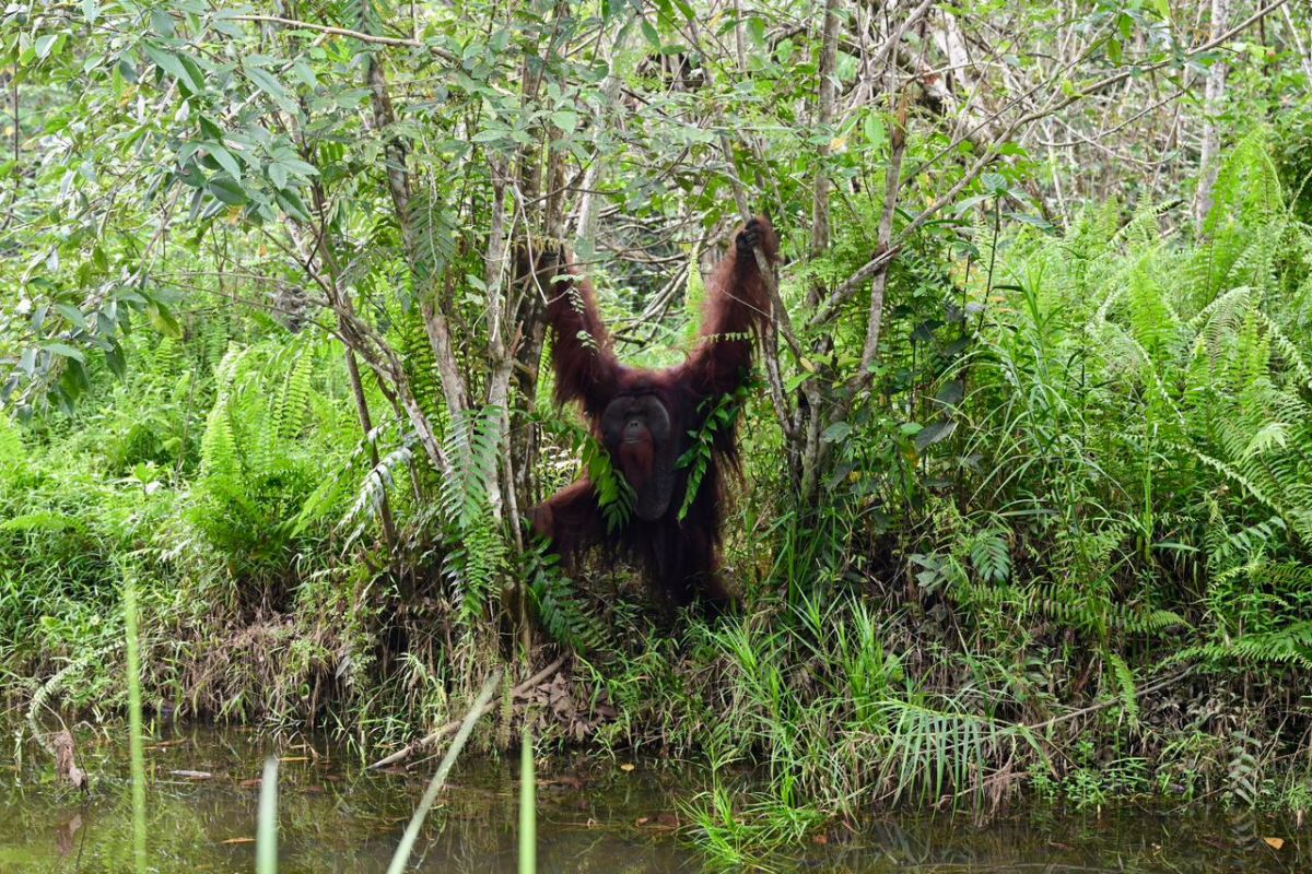 Transmigration Ministry Seeks to Provide Land Certainty for East Kalimantan Forest Conservation