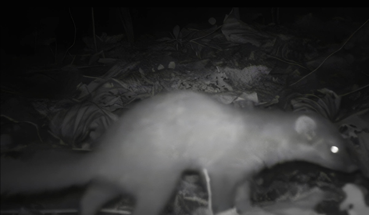 Unveiling the Secrets of the Bornean Ferret Badger, a Rare Nocturnal Mammal Found Only in Sabah