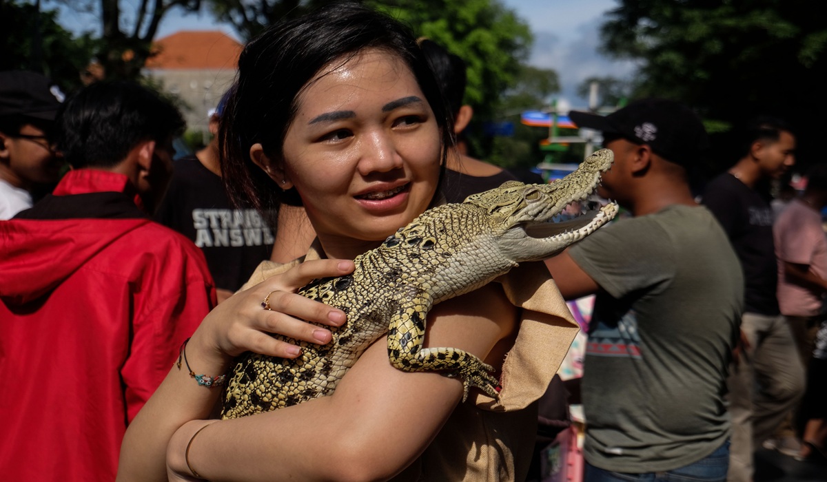 Differences Between Saltwater and Freshwater Crocodiles According to IPB Expert