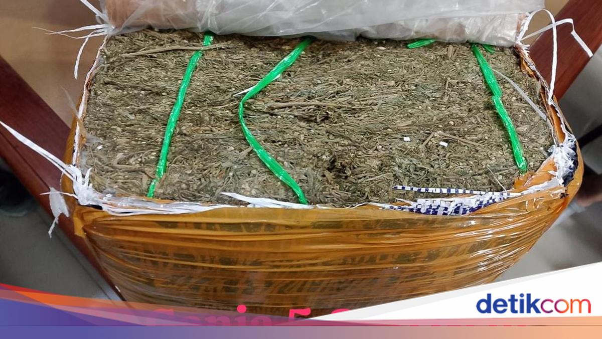 Bareskrim Foils 5.8 Kg Cannabis Shipment in East Java, Three Arrested