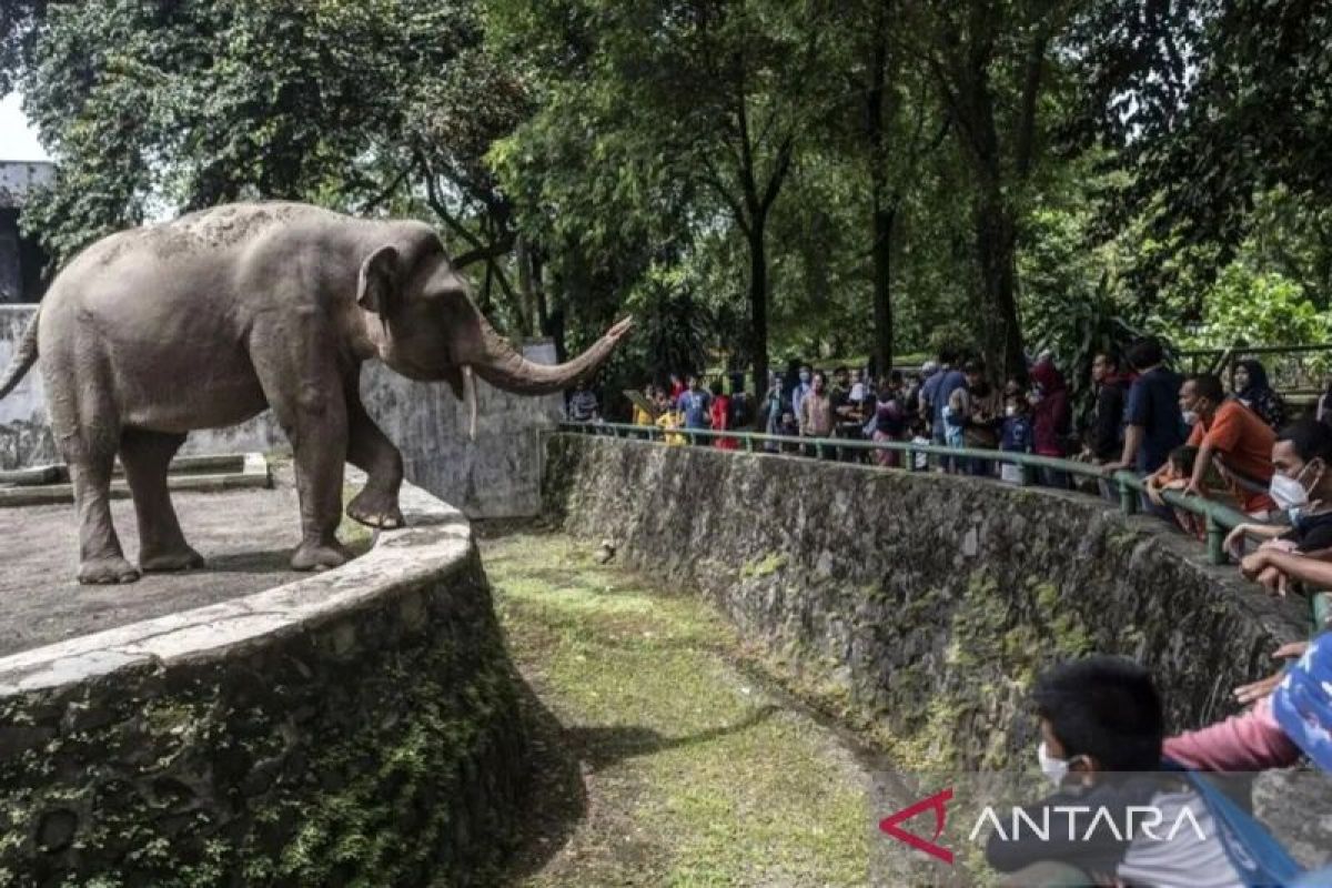 Ragunan Zoo Predicts 40,000 Visitors for Islamic New Year