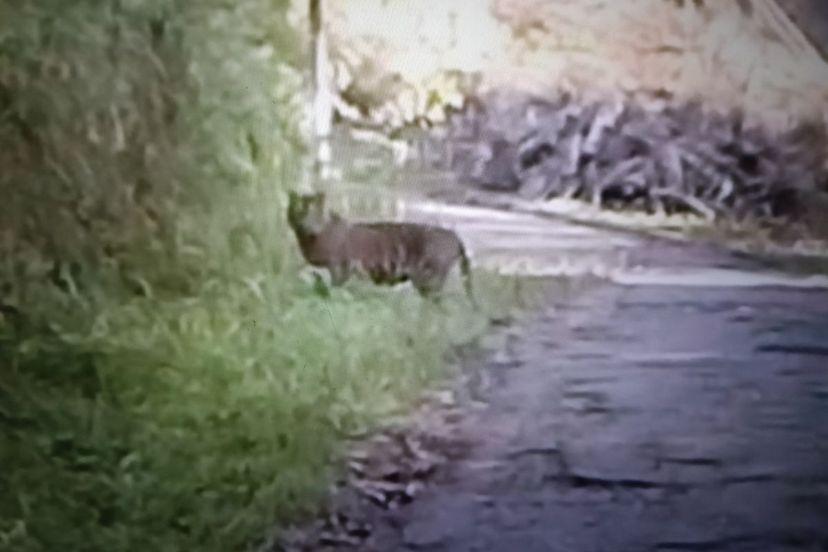 West Sumatra BKSDA Deploys Officers After Two Sumatran Tigers Appear in Agam