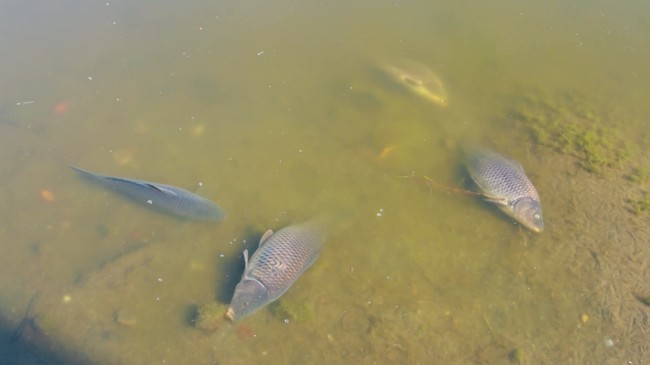 Fish Die-Offs Surge as Earth 'Boils' Ahead of Schedule