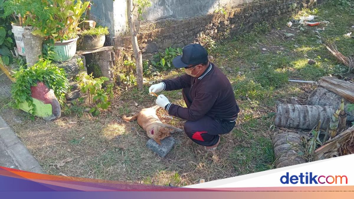 Suspected Rabid Dog Terrorises Local Gathering, Three Bitten in Jembrana
