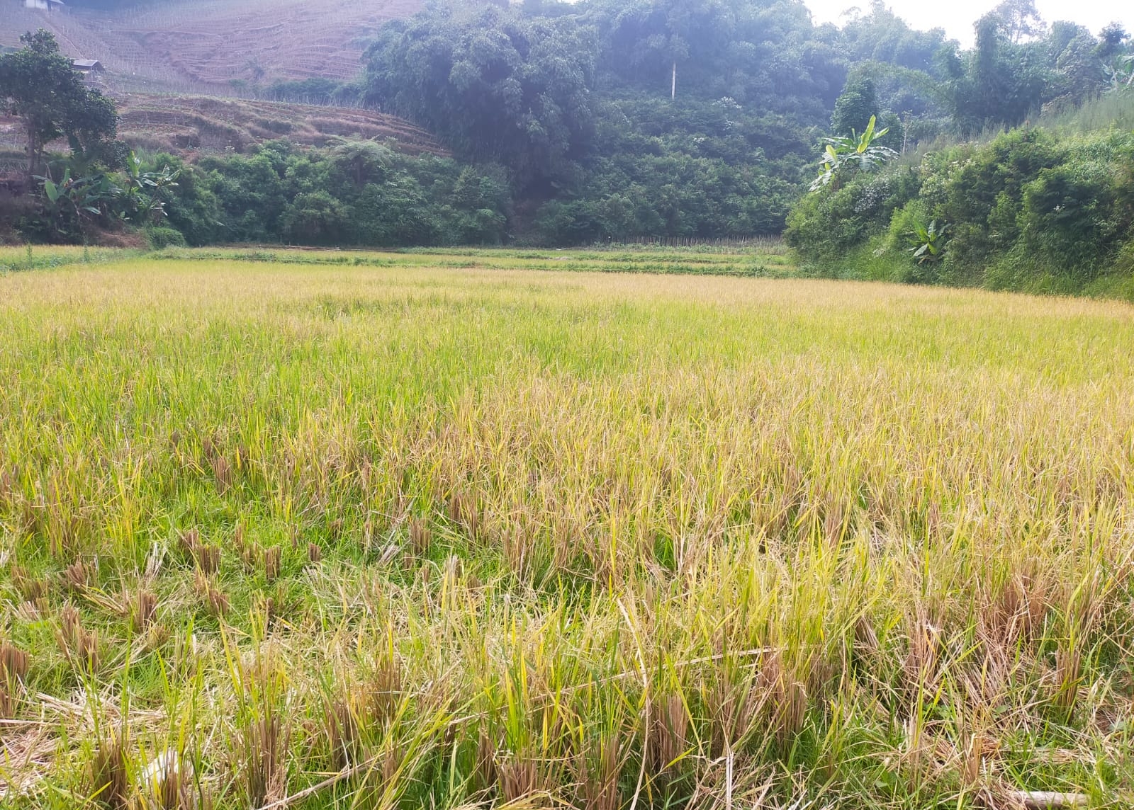 Farmers in Sukamantri, Ciamis Abandon Land Due to Irrigation Failure