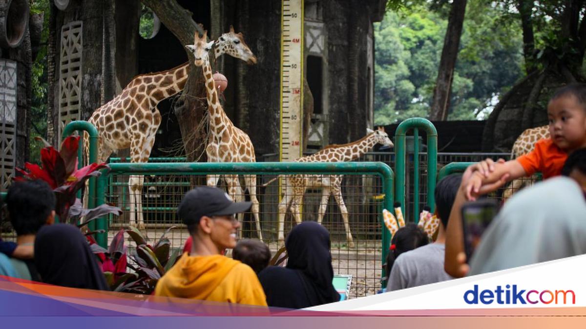 Free Entry to Ragunan Zoo for Jakarta ID Holders on Three Days