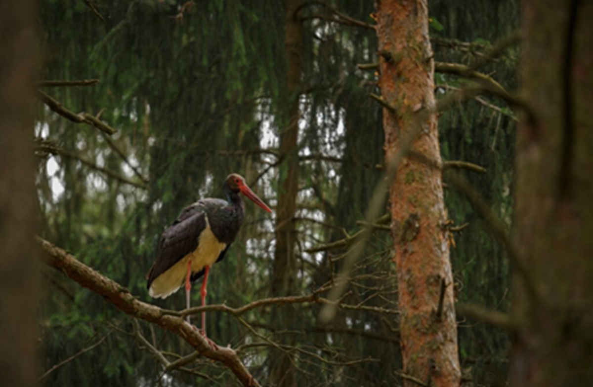 Why Slightly 'Messy' Forests Are Richer in Wildlife: A Scientific Explanation