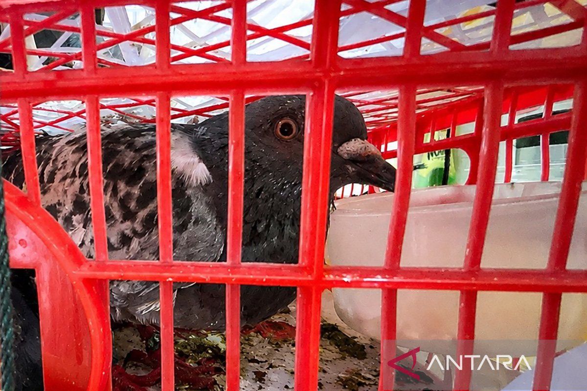Jambi Quarantine Detains Undocumented Animals from Riau Islands at Port