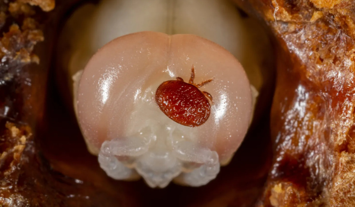 Varroa Mite Crisis in Australia Serves as a Warning for Indonesia