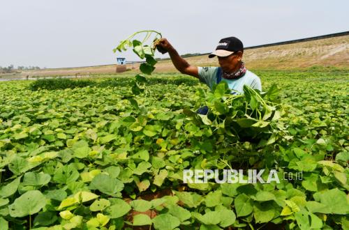 Plants Revealed to Have Internal Communication System to Survive Global Warming