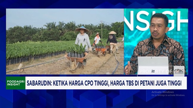 TBS Prices Fall Ahead of PT DSI Launch, 2 Million Palm Oil Farmers Suffer Losses