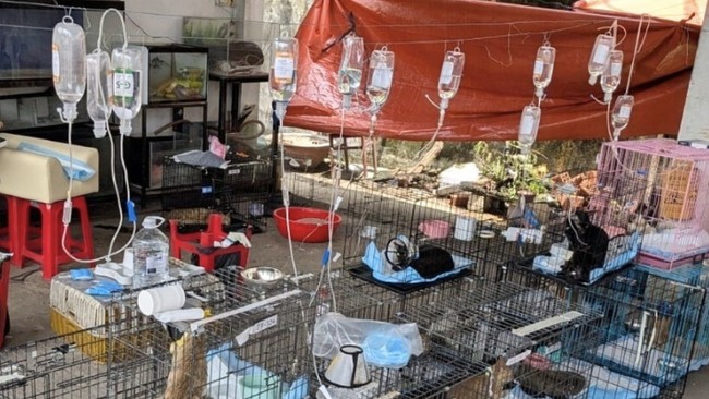 Three Asian Nations Where Cat Meat Consumption Persists