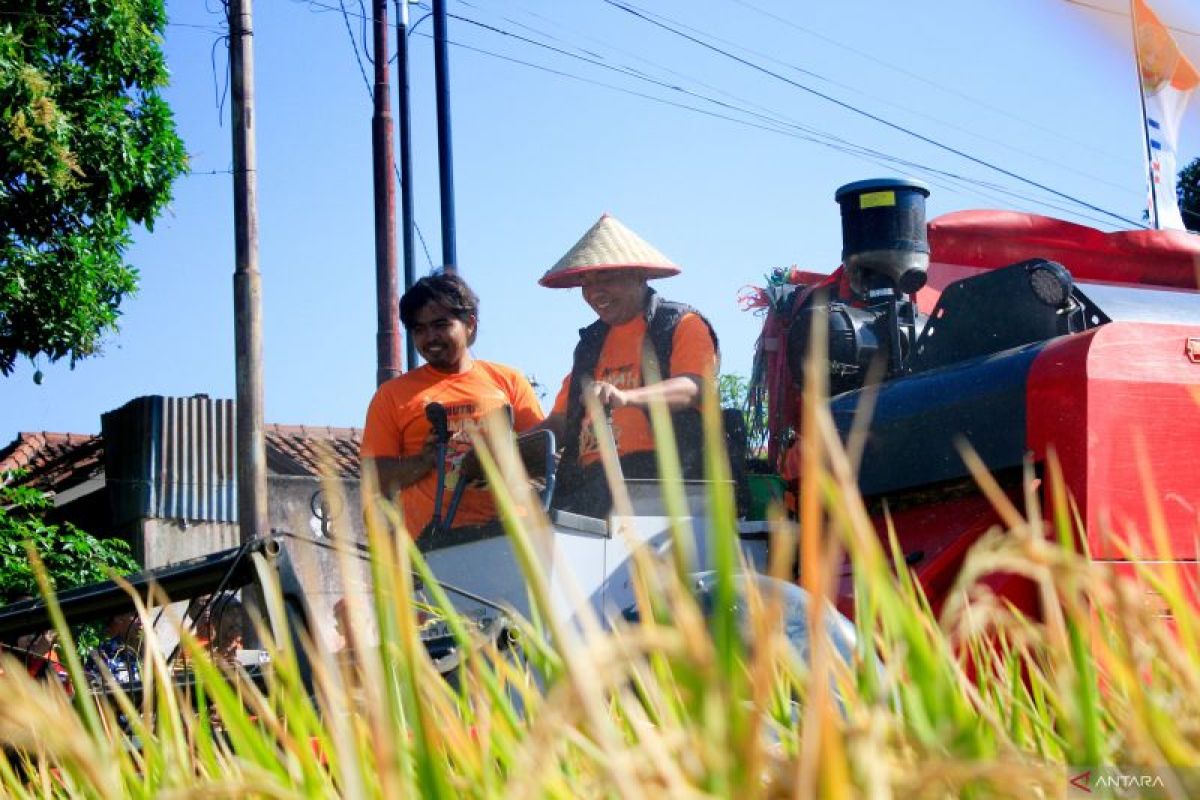Situbondo optimistic rice production will reach 500,000 tonnes this year