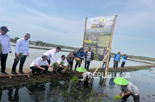 PGN and BRIN Develop Saline Minapadi to Boost Economic Value of Batang Coastal Land