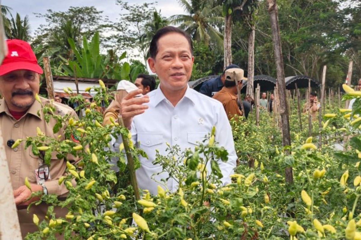 Deputy Minister of Food Encourages HSS Chilli Hub to Curb South Kalimantan Inflation