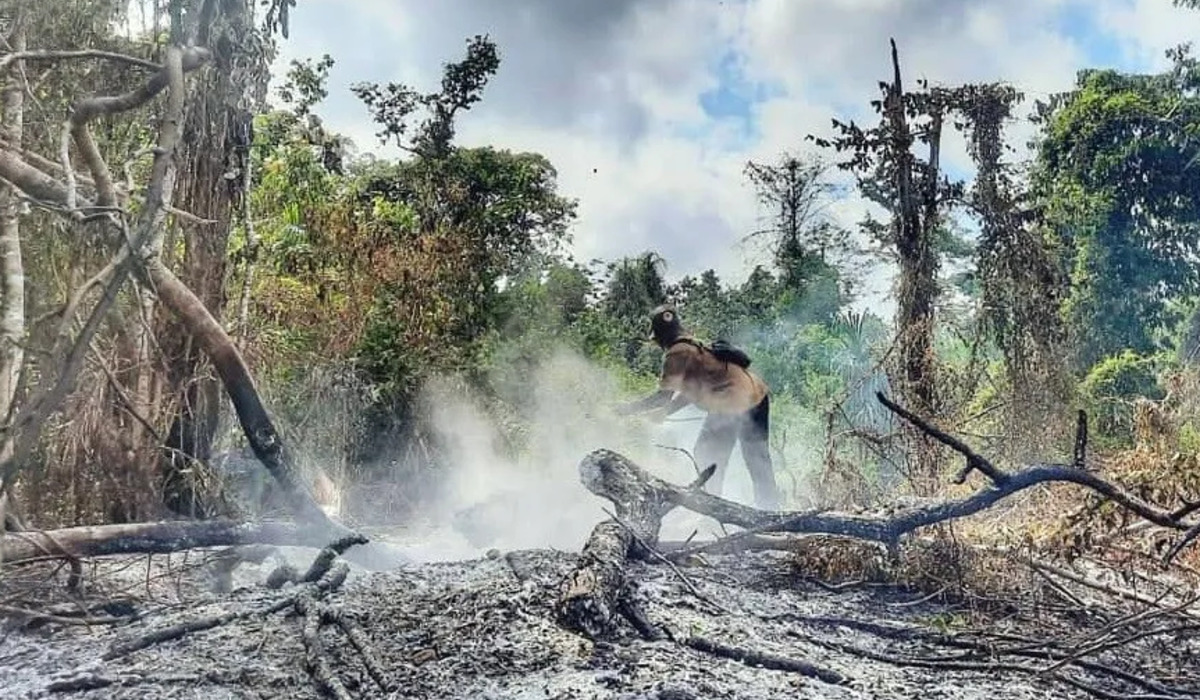BMKG Warns of Forest and Land Fires in South Papua Due to Prolonged El Niño Dry Season
