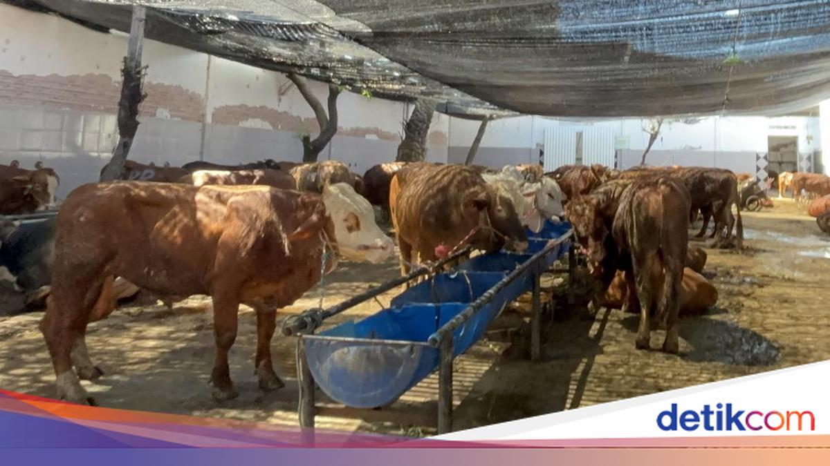Only Halfway Through the Year, Mataram's Abattoir Levy Reaches 75 Per Cent