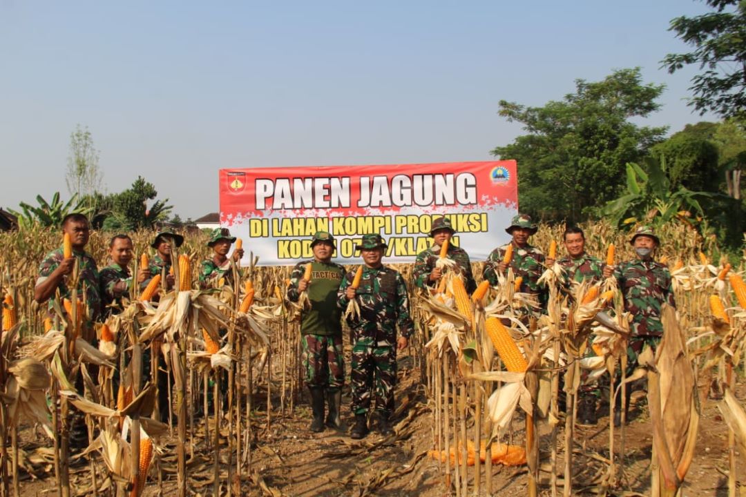 Kodim 0723/Klaten Holds Corn Harvest to Support National Food Self-Sufficiency