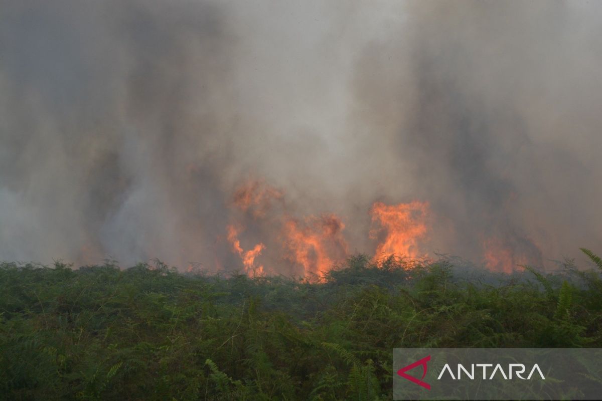 Forest and Land Fires in West Aceh: A Reminder of Nature's Fragility
