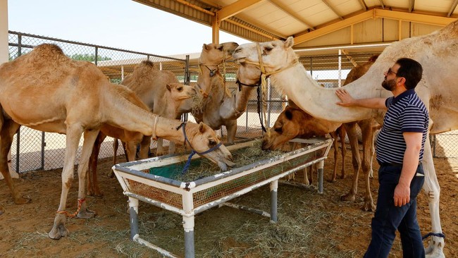 Why Australia, Not Arabia, Has the World's Largest Wild Camel Population