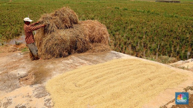 World Rice Production Forecast to Fall 1.6%, FAO Explains the Causes