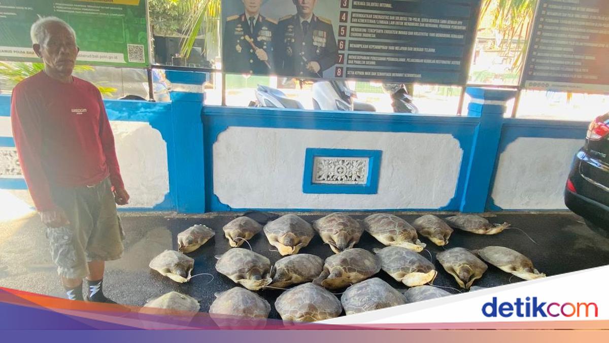 Smuggling of 21 Turtles in Buleleng Foiled, One Suspect Arrested, Two at Large