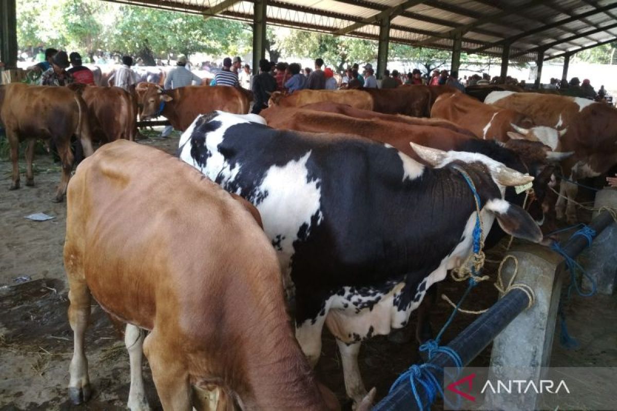 Most PMK-infected cattle in Kudus recover, says local government