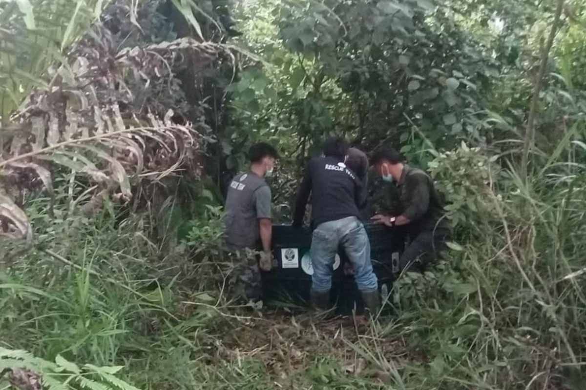 BKSDA Aceh Translocates Orangutan Isolated in Resident's Plantation