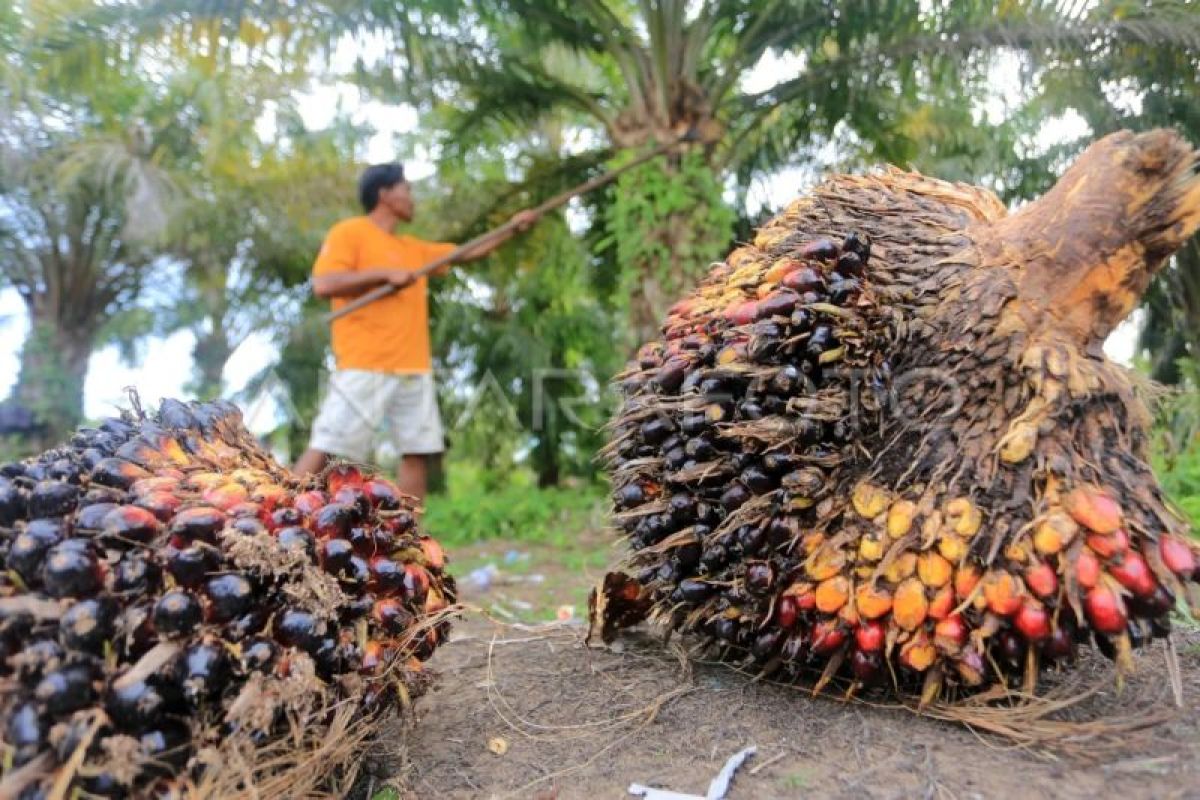 Apkasindo: Ganoderma and plummeting FFB prices threaten smallholder oil palm