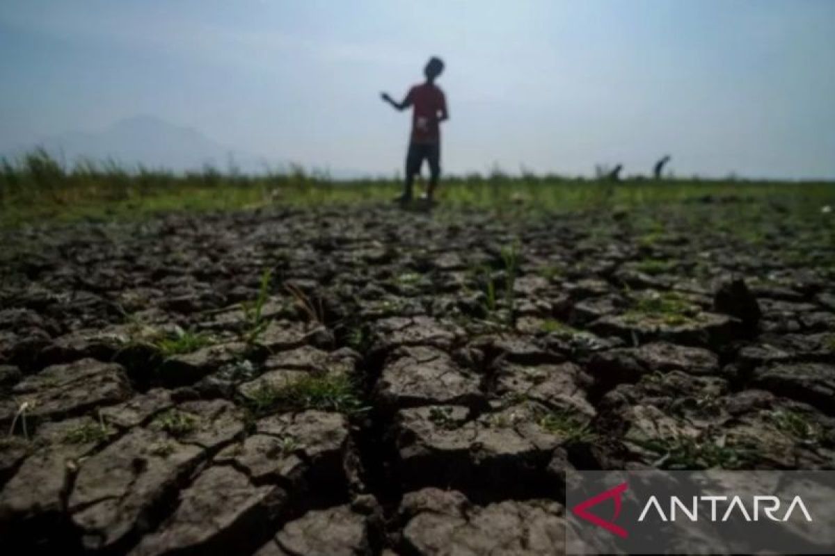 Rainless days trigger drought disaster in Pasuruan, East Java: BNPB