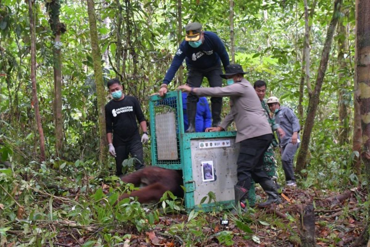 BOS Foundation and BKSDA Release Five Orangutans into Kalimantan Forest