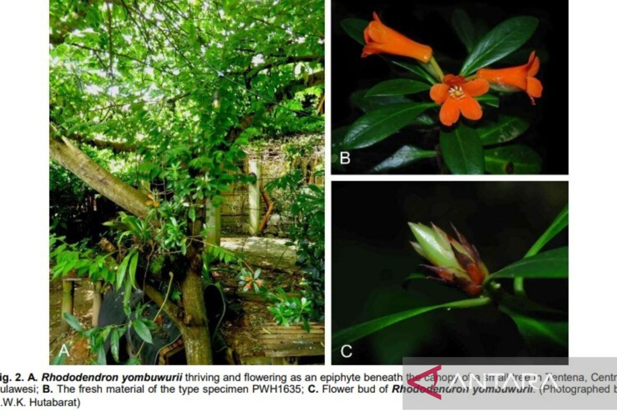 New bright orange Rhododendron species discovered in C Sulawesi