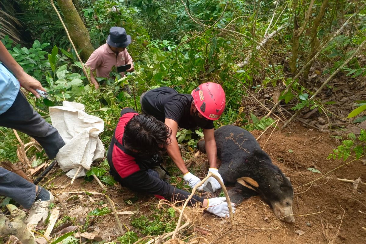 West Sumatra BKSDA Evacuates Sun Bear Caught in Wild Boar Snare