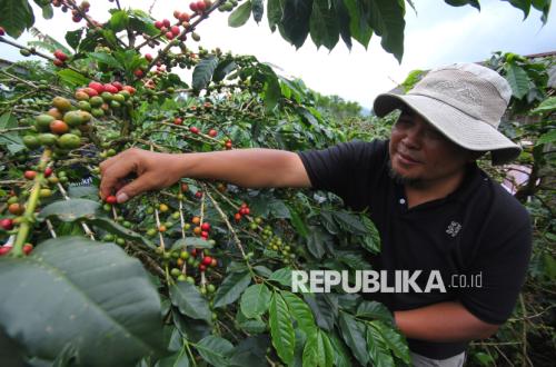 El Nino Strengthens, Global Coffee Supply Under Threat