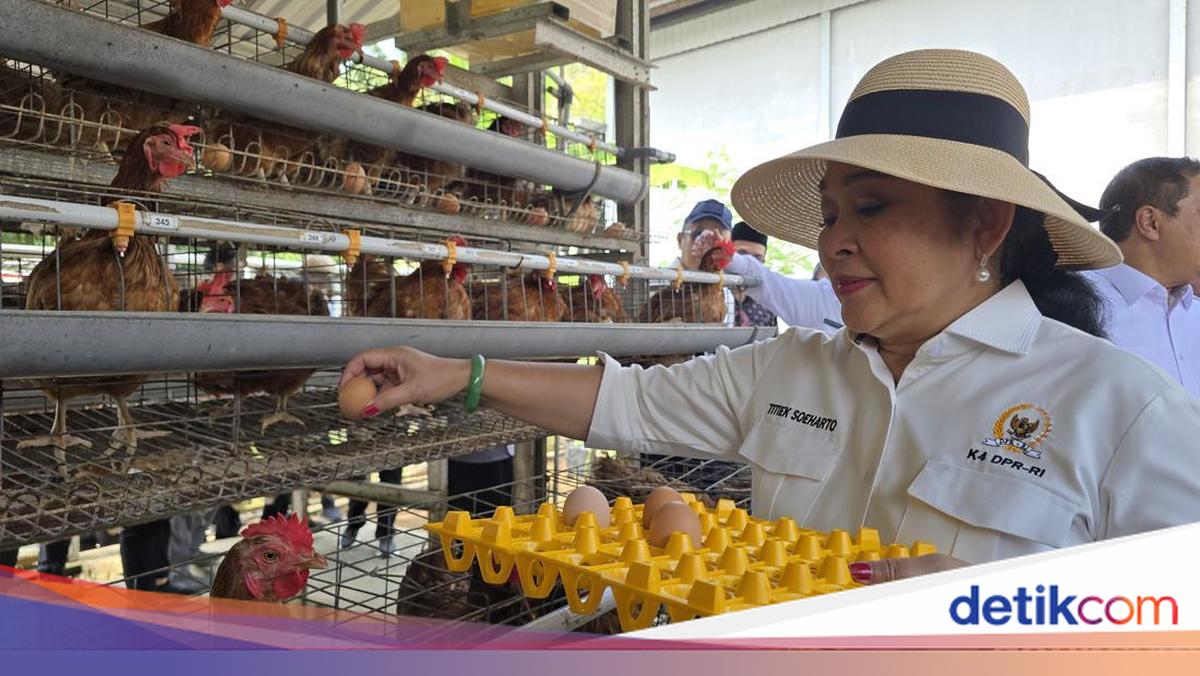 Titiek Soeharto Enjoys Egg Harvest at Nusakambangan Open Prison Farm