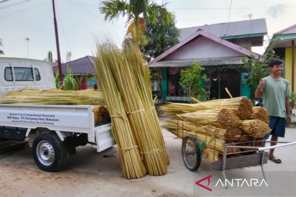 East Kalimantan Forest Farmers Export Dozens of Tonnes of Nipah Palm Sticks to Indian Market