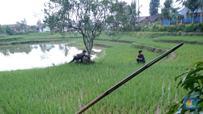 Cianjur Regent's Wealth Contrasts with People's Suffering Under Forced Cultivation