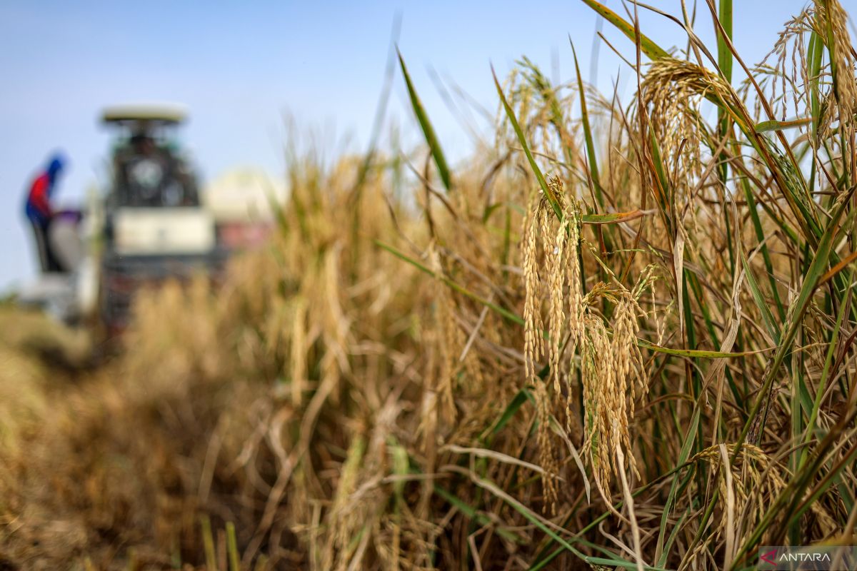 Beyond the harvest: Indonesia's quest for lasting food security