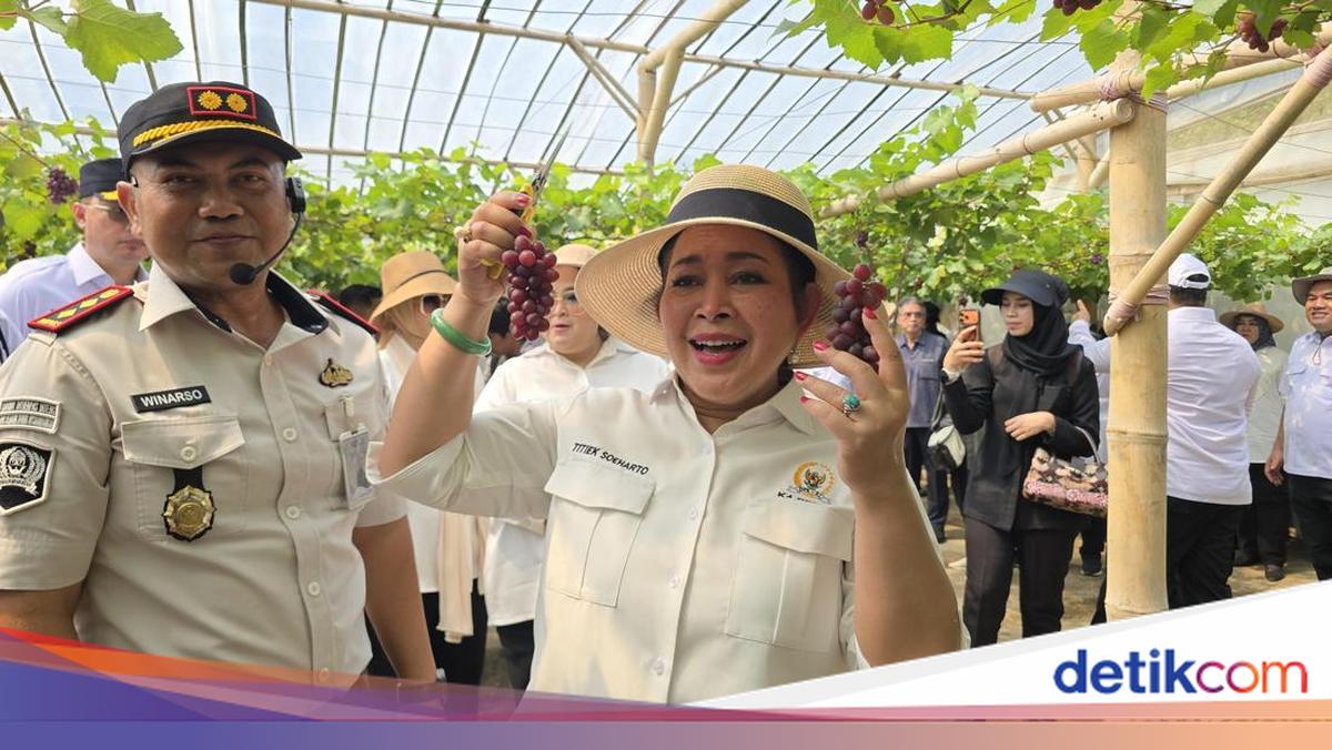 Titiek Soeharto Samples Nusakambangan Inmate-Grown Grapes: 'Delicious, Sweet'
