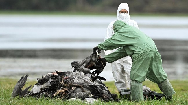 First H5 Bird Flu Case Detected in Australia, a Neighbouring Country of Indonesia