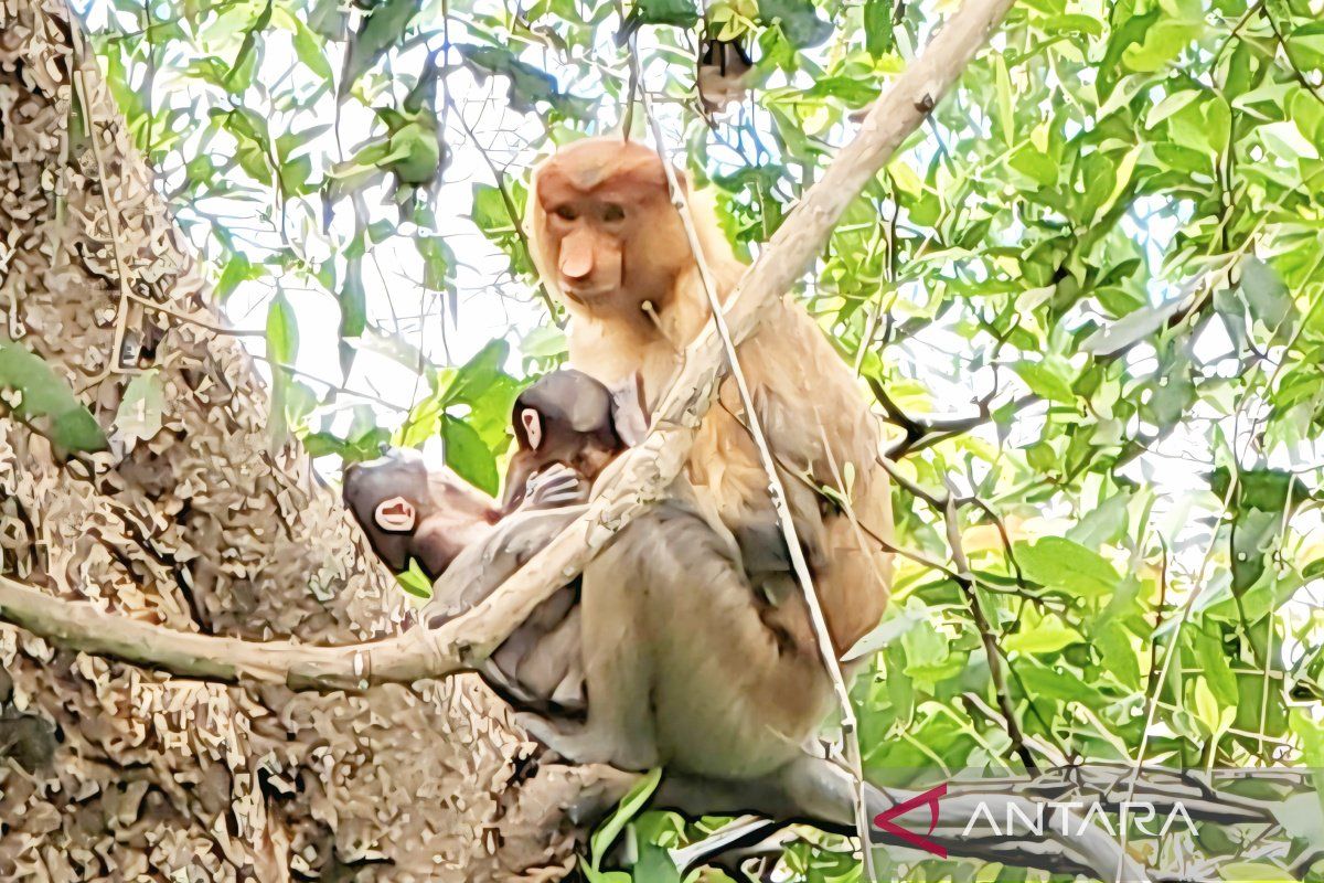 Global Enthusiasm Greets Birth of Rare Twin Proboscis Monkeys