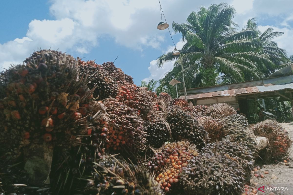 AKPSI: Single-Door Export Policy Improves Palm Oil Trade Governance