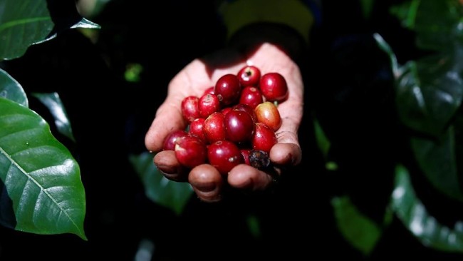 El Niño Set to Claim New Victim: Vietnam's Coffee